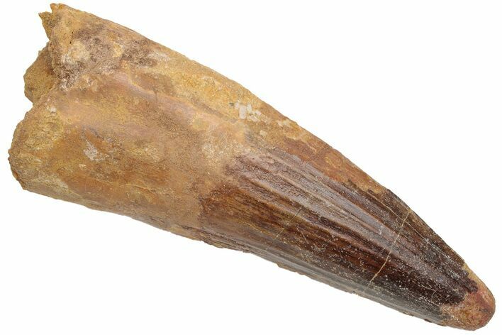 Fossil Spinosaurus Tooth - Huge Dinosaur Tooth #230549
